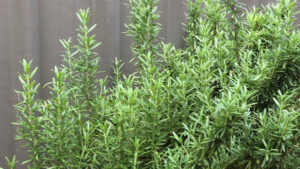 Tom Fagan gardening tips