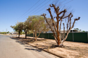 Put Merbein trees on bucket list, says council