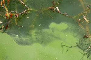 Fort Courage gets red alert for blue-green algae