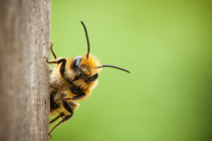 Almond board concerned about bee shortage after bushfires
