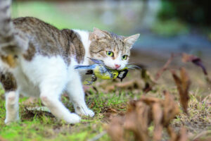 Feral felines now a pest