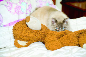 Headley loves his teddy
