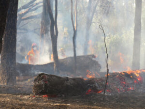 Help inform fire plan