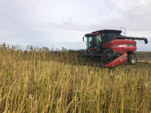 Hemp comes into its own with Nangiloc harvest
