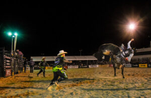 When the pro riders saddle up, put your money on the bulls