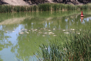 Anglers find mass fish kill in Darling River