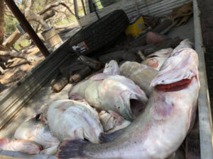 ‘Hard truth’ behind Darling River fish kill