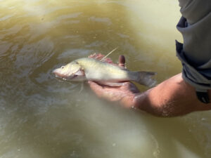 Golden perch research eye-catching