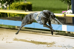 Priceless pup picks up $75k prize