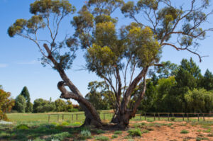 Council backs heritage-listing bid for tree