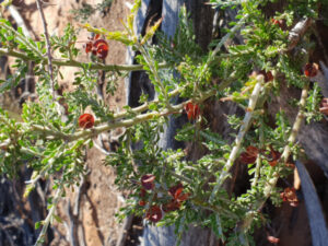 Feral goats threatening endangered plant