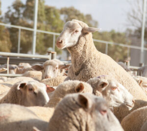 Swan Hill sheep and lamb sale numbers low and quality down