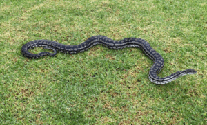 Python man fined for cruelty