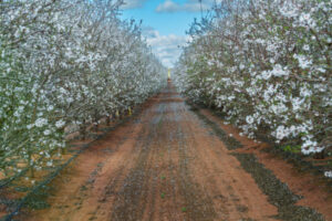 Have a bloomin’ great time in Robinvale