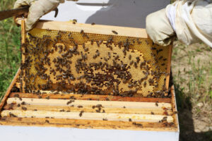 Bee bubble gives almond growers hope