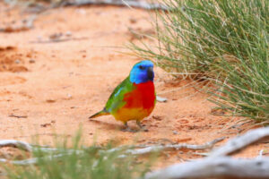 Scotia unveils rare parrot