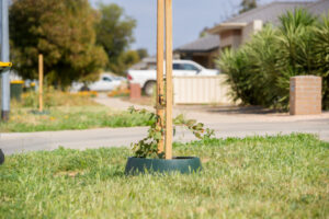 Cleaner, greener streetscapes take shape