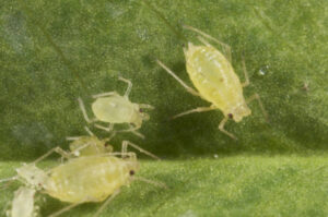 Farming: Insect resistance an issue for canola and pulse growers