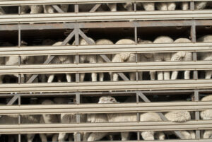 Lamb prices keep rising