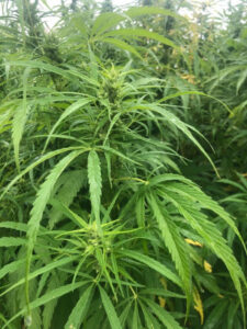 Hemp trial field days