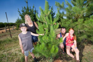 Christmas trees are a growing business in Sunraysia