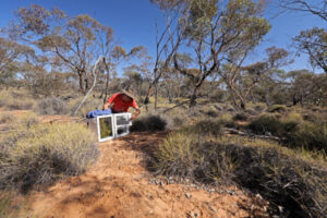 Smallest bird likes lie of the land