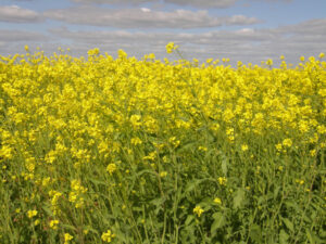 Reminder on herbicide levels