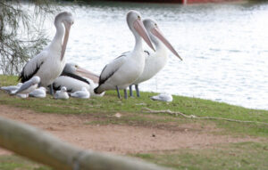 Don’t feed the pelicans