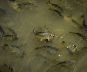 NSW pushes for carp virus release