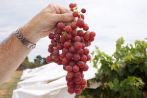 Table grape exports hit record volume