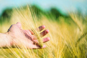 Hungry for our barley