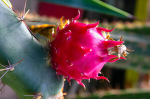 Bio-control for prickly problem