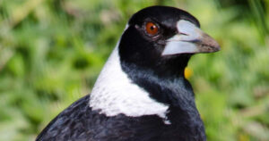 Magpie attacks herald start of Sunraysia swooping season