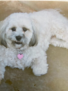 Attacked dog’s injuries non-viable: vet