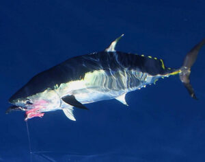 Cod Tales: Southern bluefin are back