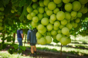 Picking the right time to harvest