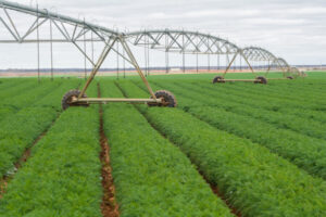Salinity work paying off for Mallee irrigators