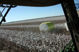 Cotton growers expecting boom harvest