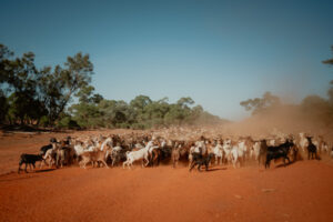 Rise in wild goats ‘not unusual’