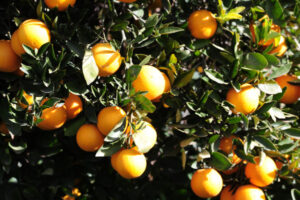 Pakistan tests will put the heat on Mallee citrus trees