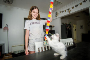 Rescuring furry friends