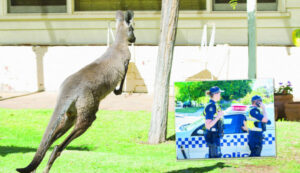 Roo’d start to the day