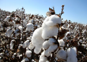 Cotton: No truth in northern Murray-Darling Basin claim