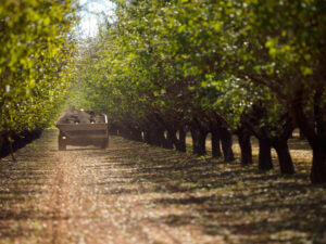 Growing pains: Almond industry admits water security fears