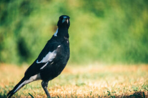 Mildura court told of violent threats over magpie feeding