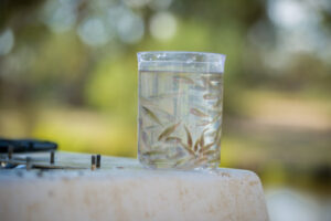 Fish fingerlings hit Sunraysia waters on large scale