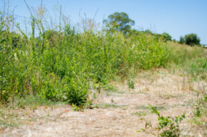 Grass fire alert: On the verge of disaster