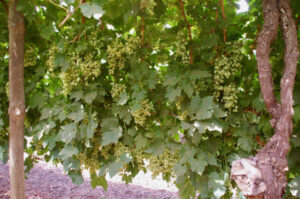 Sunraysia dried fruit growers to learn about grape variety