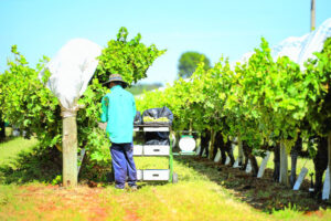 Farming a small factor