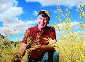 Mallee goes with the grain